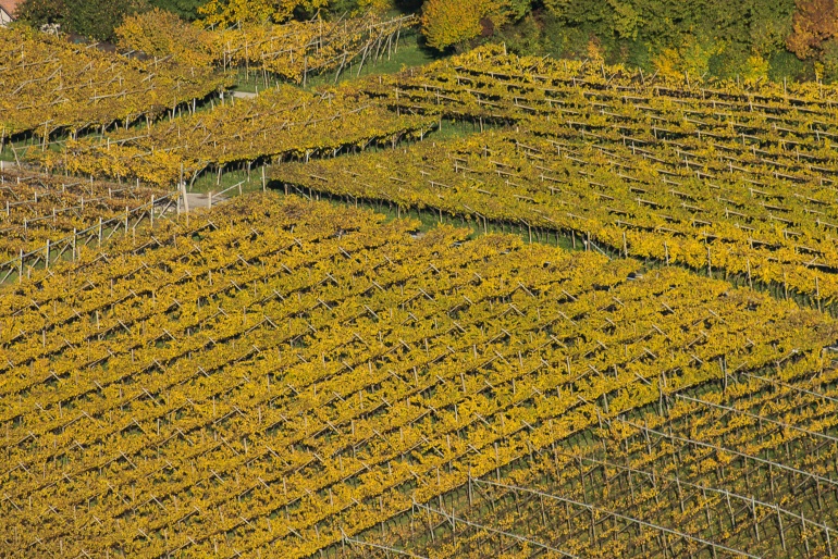 vigne in autunno